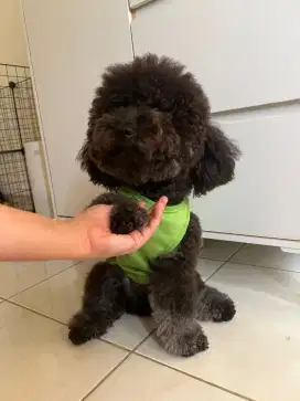 Open pacak toy poodle phantom grey stambom