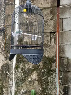 Jual burung kicau