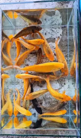 Ikan koi karamel mix 14.16.18 cm 100/3ekor