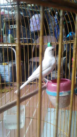 Burung Kenari AF putih mulus