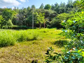 DIJUAL TANAH DAN KEBUN DURIAN