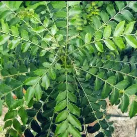 Daun kari organik segar