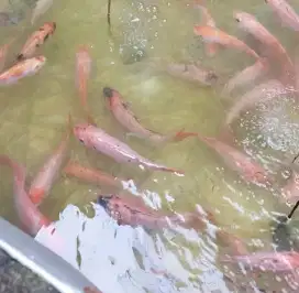 Ikan Nila Merah Konsumsi 3-6 Ekor/Kg