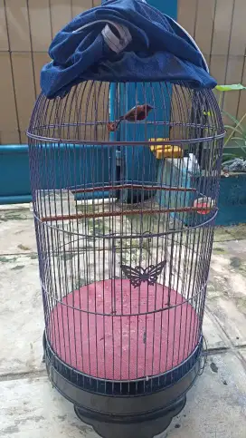 Jual burung kecil rawatan