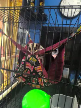 Sugar glider Clasik grey dan white face