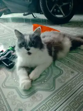 Jual kucing anggora