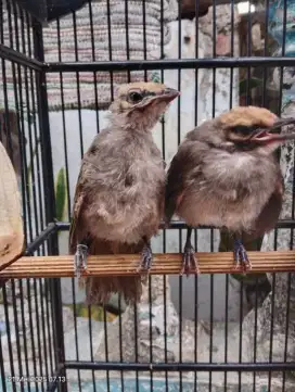 Cucak rowo anakan mulus