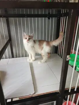 Persia jantan 4 bulan