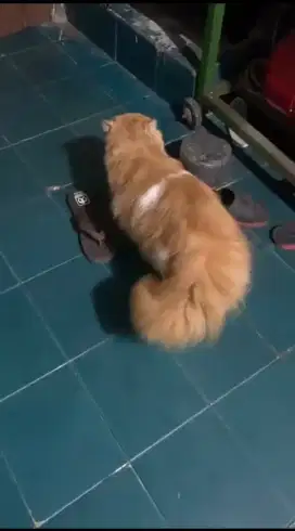 Kucing Persia super Bigbone