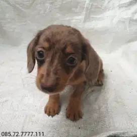 Miniature Dachshund Puppy / anak anjing mini tekel, Red Dapple, Betina