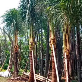 Ready kak pohon kelapa ukuran 2 meter siap kirim seluruh Jabodetabek