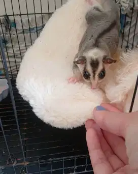 Sugar glider cimuttth