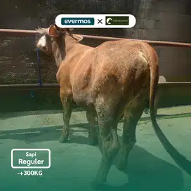 Qurban Antar Sapi Madura Regular 2025 [+-300 KG]
