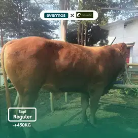 Qurban Antar Sapi Limosin/Simental Regular 2025 [+-450 KG]