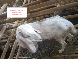 Jual kambing buat kurban