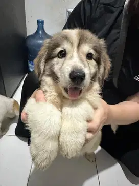 Silangan Huskey dan Anjing Biasa