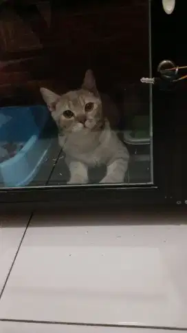 Kucing BSH x ASH