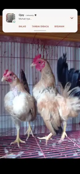 ayam serama 1 pasang