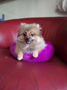 Mini pom super 3bulan male