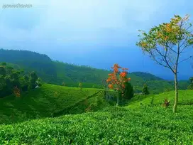 Jual Lahan Teh Hijau Aktif di Majalengka Jawa Barat