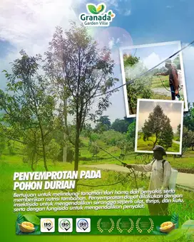 Punya Kebun Durian di Bogor? Bisa Banget! Mulai 50 Jutaan