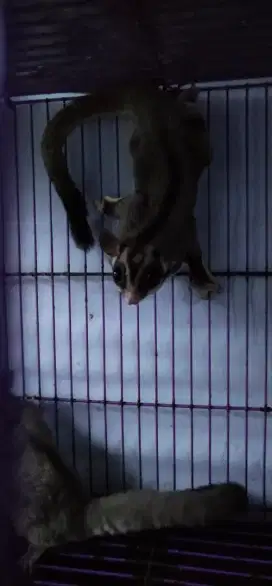 SUGAR GLIDER classic greyy (proven)