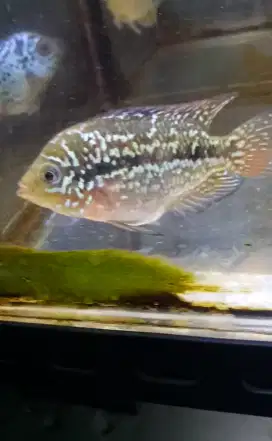 Louhan betina kamfa f2