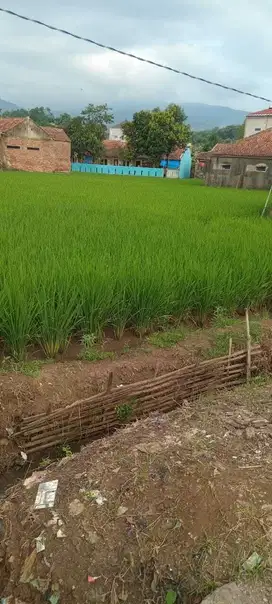 tanah sawah di rancajigang paseh ibun jalan cikaro
