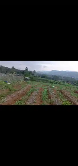 di jual tanah/lahan kebun subur di ciambar