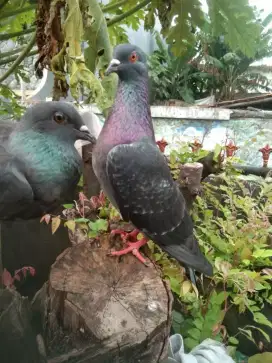 Burung dara giring sepasang
