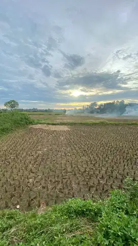 DI JUAL TANAH PADAT SAWAH  DI DESA BABATLEGOK