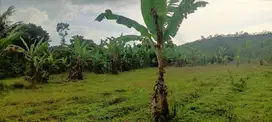 di jual tanah kebun subur di ciambar sukabumi