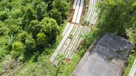 di jual tanah kebun view gunung di Sukaresmi megamendung
