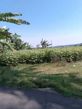 di jual tanah kebun di Cibedug Tapos kecamatan ciawi