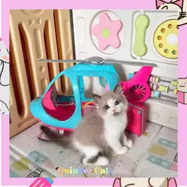 Kucing Ragdoll x Himalaya Jantan Chocolate Cinnamon White