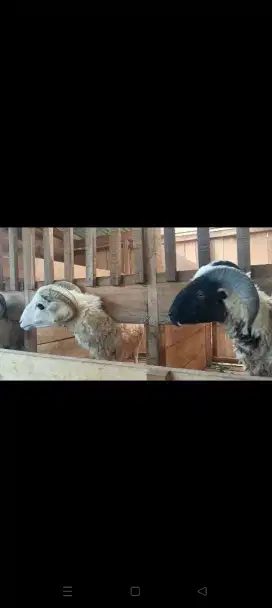 Jual qurban Domba