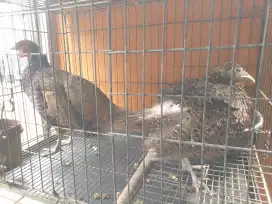 Sepasang Ayam Ringneck Red Pheasant