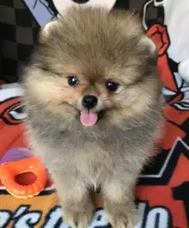 DIJUAL ANJING MINIPOM POMERANIAN