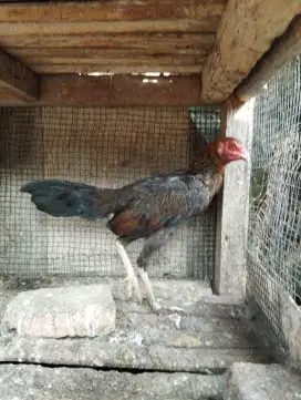Dijual Ayam Bangkok Pama Ninja silang Plucker