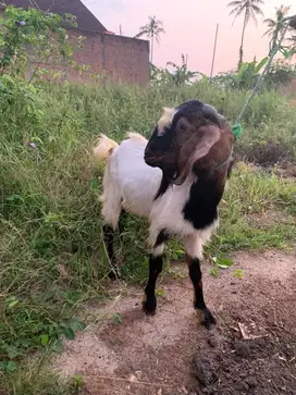 Kambing jantan siap untuk qurban , aqiqah, dan peliharaan