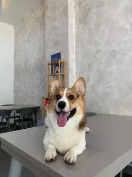 For addopt anjing corgi