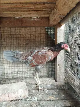 Dijual Ayam Bangkok Betina Pama x Plucker