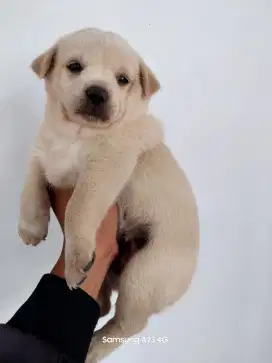 Anakan anjing ras mix