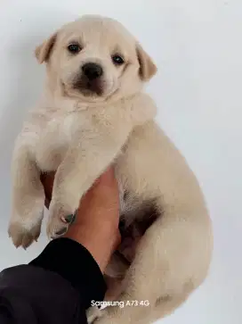 Anakan anjing  ras mix
