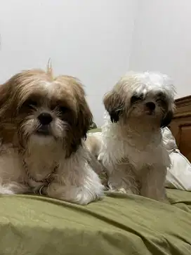 Dijual cepat anjing shih tzu