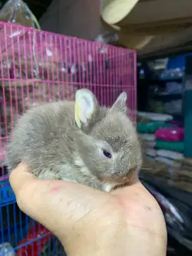 Kelinci mini Nederland