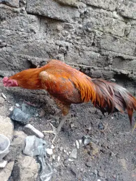 Jual ayam Bangkok