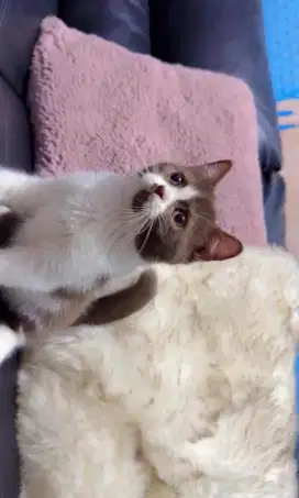 Kucing Kitten BSH bicolor Coco (coklat)