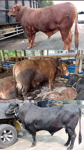 Hewan kurban sapi dan kambing ekonomis sampai jumboan