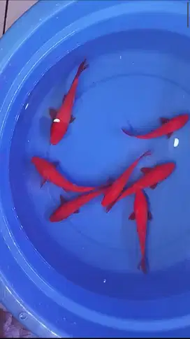 Ikan koi Benigoi